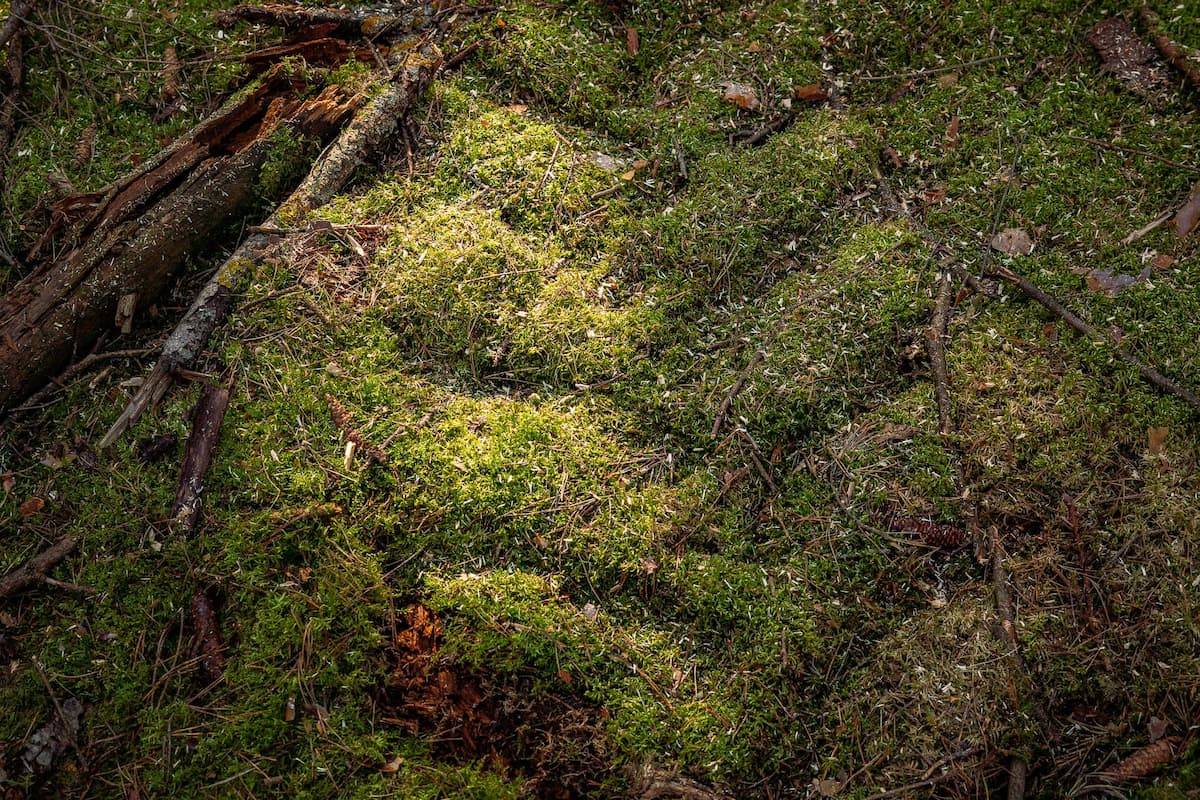 Abdruck im Waldboden schonend mit Harvester