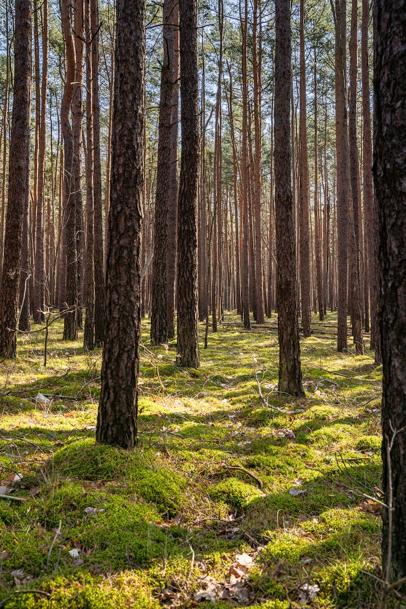 Gepflegter Kiefernwald